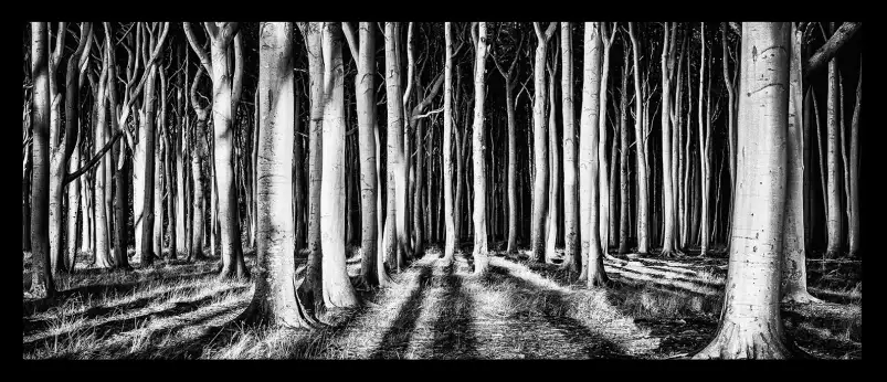 Forêt fantome - tableau paysage