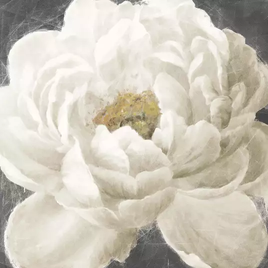 Vivid Fleur Blanche - papier peint fleur geante