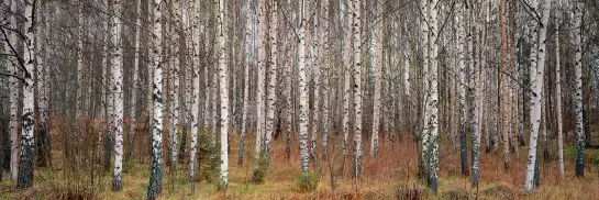 Bouleaux de Narke - papier peint forêt