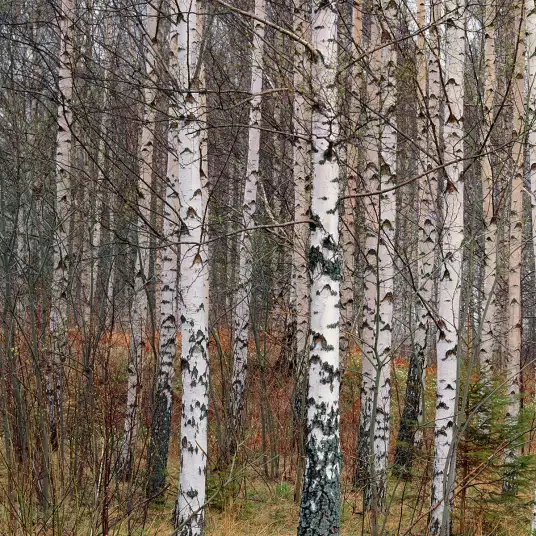 Bouleaux de Narke - papier peint forêt