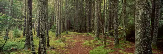 Dans la forêt armoricaine - papier peint forêt