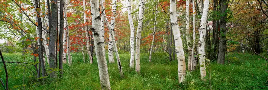 Parc national d'Acadia - papier peint forêt