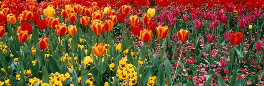 Tulipes dans la Cité de Westminster - panoramique fleurs