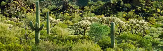 Cactus en Arizona - papier peint verdure