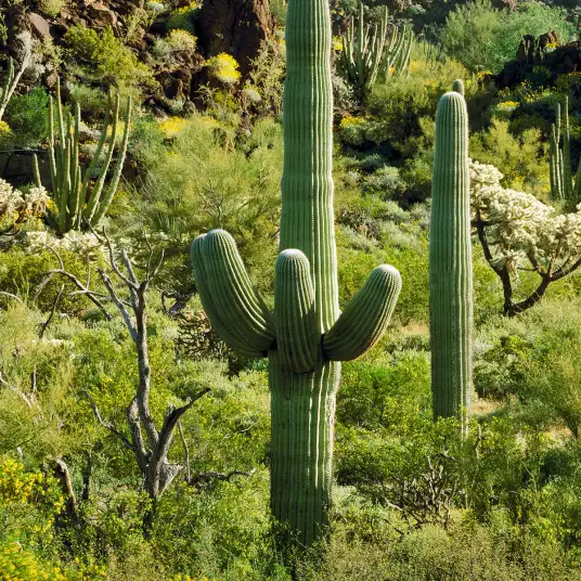 Cactus en Arizona - papier peint verdure
