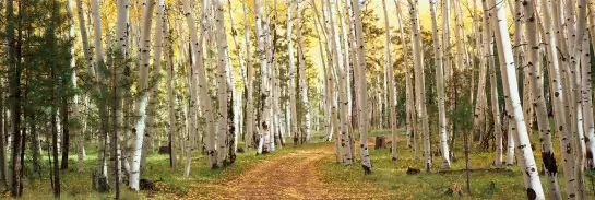 Forêt dans l' Utah - papier peint paysage nature