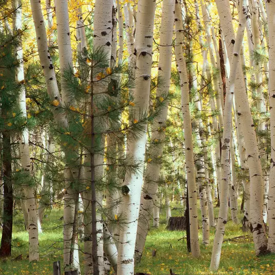 Forêt dans l' Utah - papier peint paysage nature