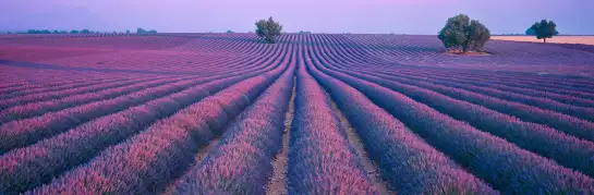 Lavande à Valensole - papier peint panoramique fleuri