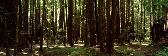 Séquoias en Californie - décor forêt