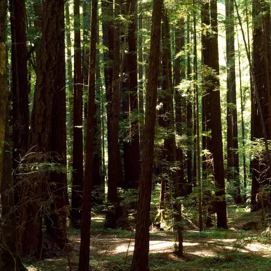 Séquoias en Californie - décor forêt