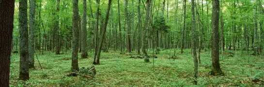 Forêt nationale de Rivière Noire - decor mural paysage