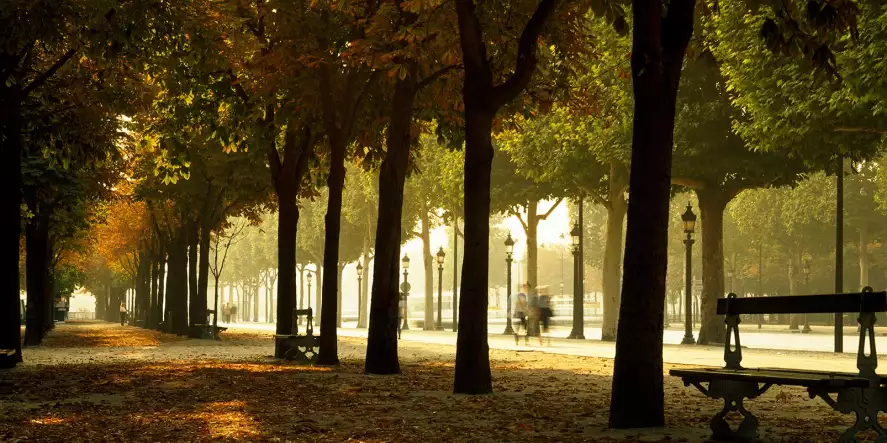 Le jardin des Champs Elysées - papier peint paris