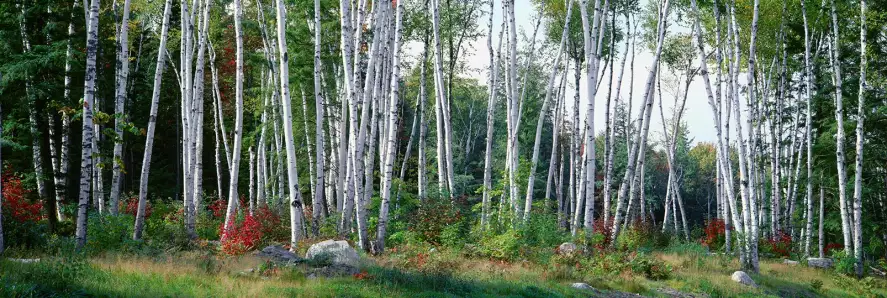 Bouleau du New Hampshire - decor mural paysage