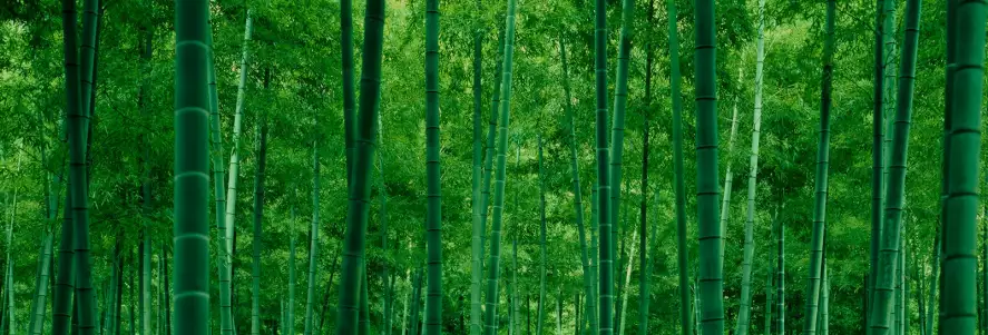 Bambous dans une forêt - decor mural paysage