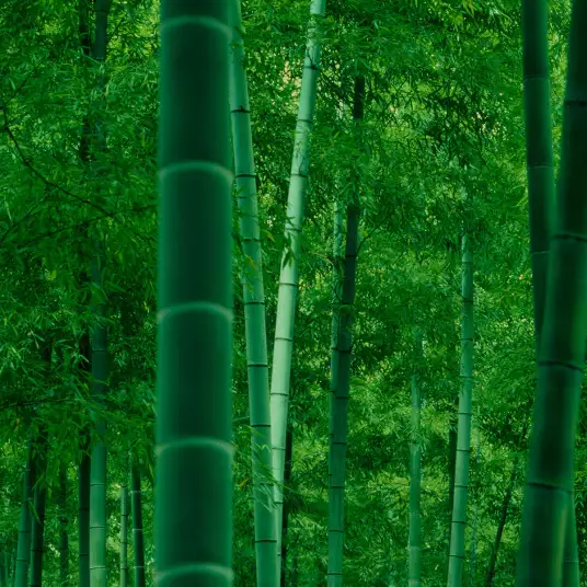 Bambous dans une forêt - decor mural paysage
