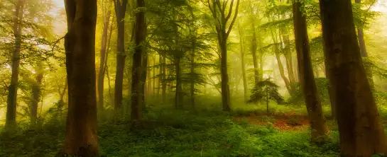 Forêt The little tree - tableau paysage nature