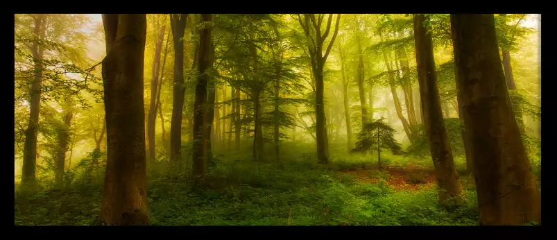 Forêt The little tree - tableau paysage nature