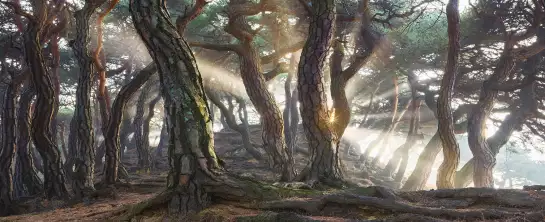 forêt de pins sacrés - tableau paysage nature