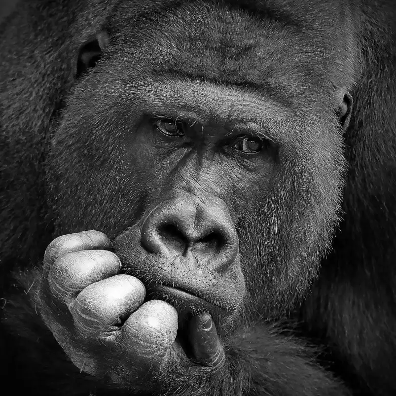 Gorilla meditation - portrait animaux