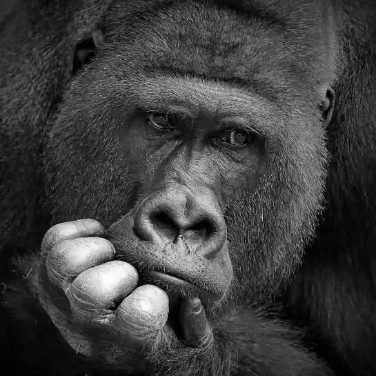 Gorilla meditation - portrait animaux