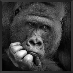 Gorilla meditation - portrait animaux