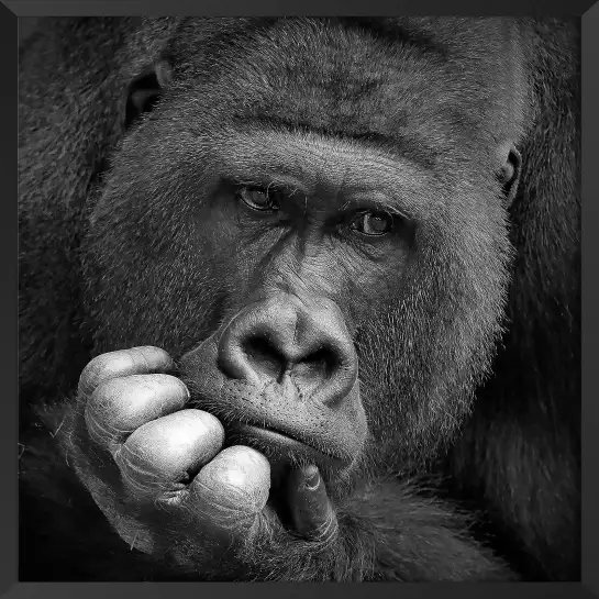 Gorilla meditation - portrait animaux