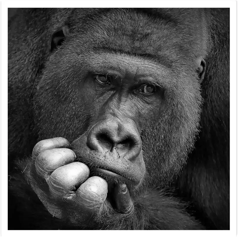 Gorilla meditation - portrait animaux