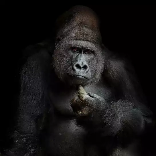 Gorilla imho... - portrait animaux
