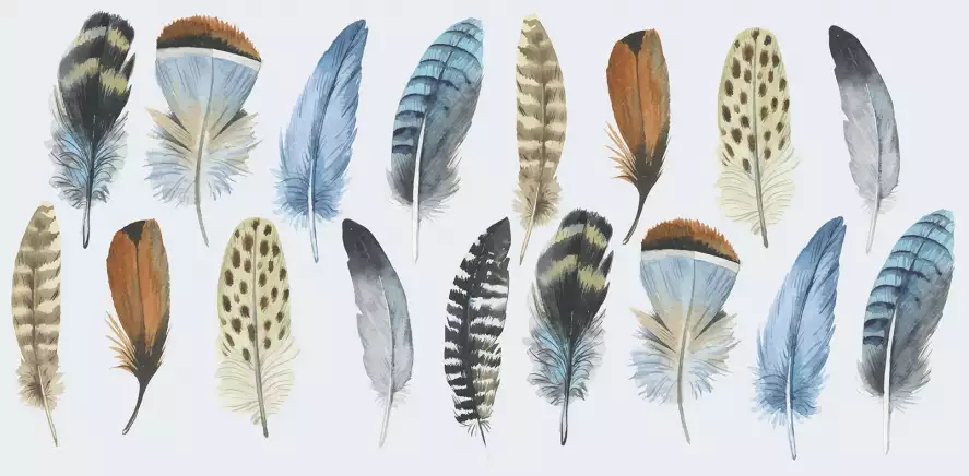 Collection de plumes - papier peint oiseaux