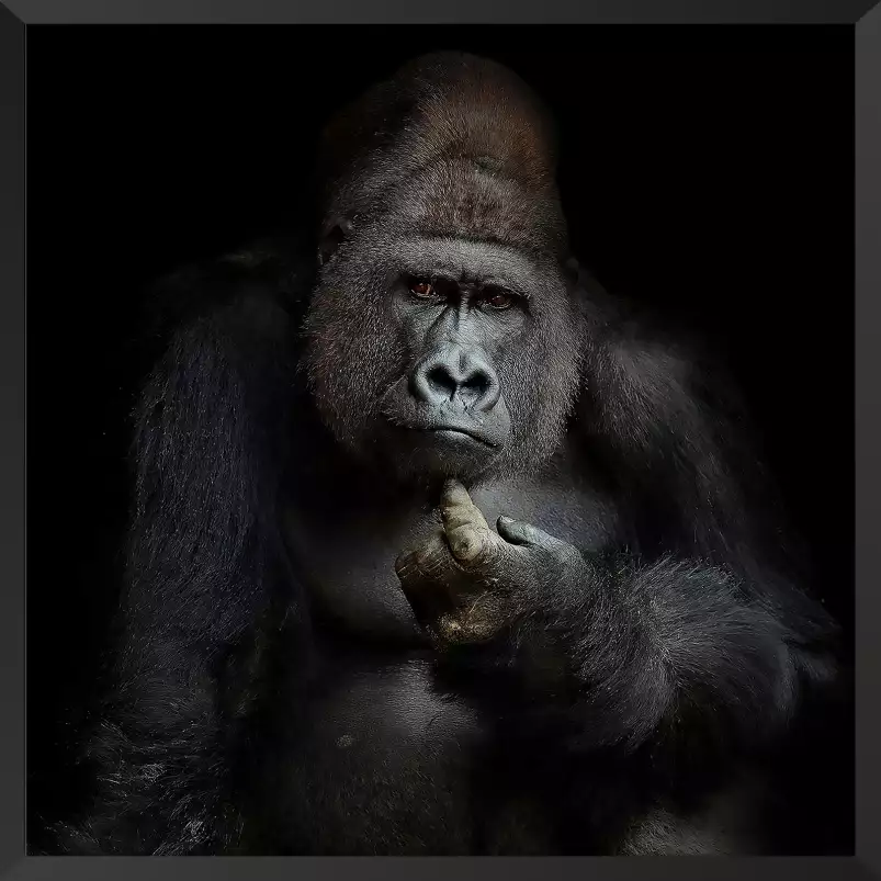 Gorilla imho... - portrait animaux