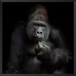 Gorilla imho... - portrait animaux