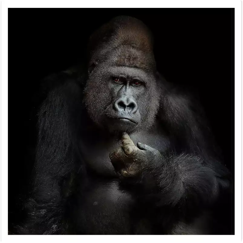 Gorilla imho... - portrait animaux