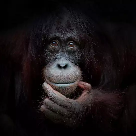 Gorilla smile - portrait animaux