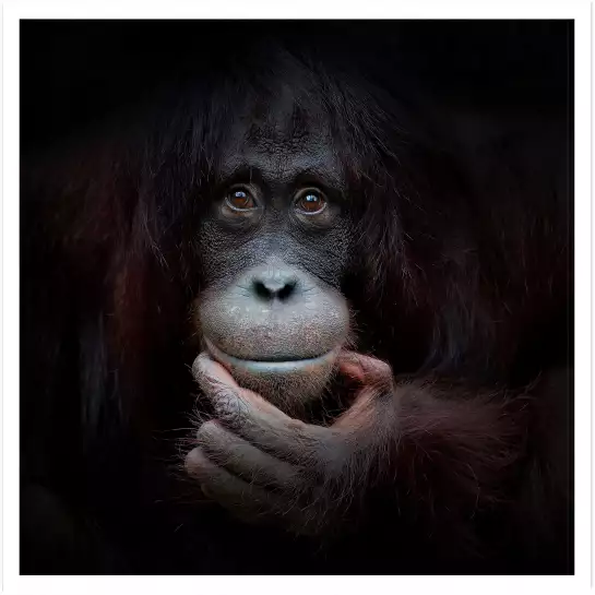 Gorilla smile - portrait animaux