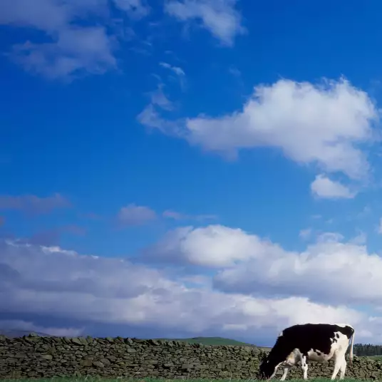 Vaches dans le champ - papier peint panoramique animaux