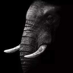 Elephant africa - portrait animaux