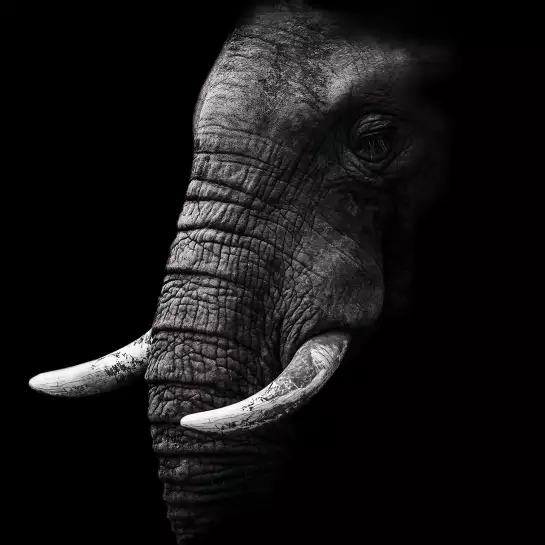 Elephant africa - portrait animaux