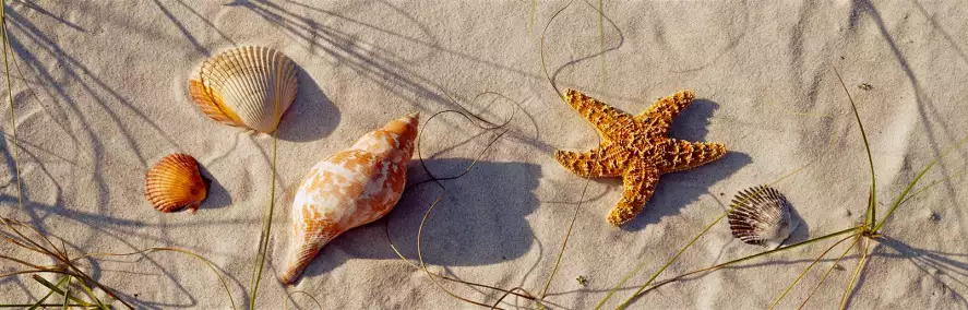 Etoile de mer et coquillages - papier peint bord de mer