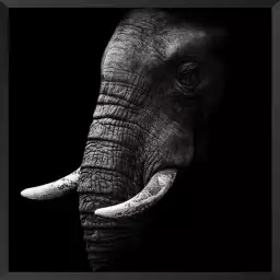 Elephant africa - portrait animaux