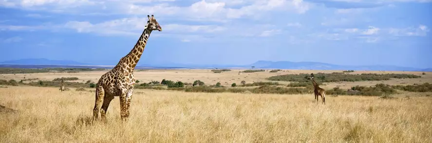 Girafe Masaï Mara - papier peint animaux savane