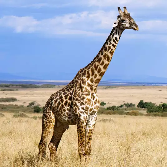 Girafe Masaï Mara - papier peint animaux savane