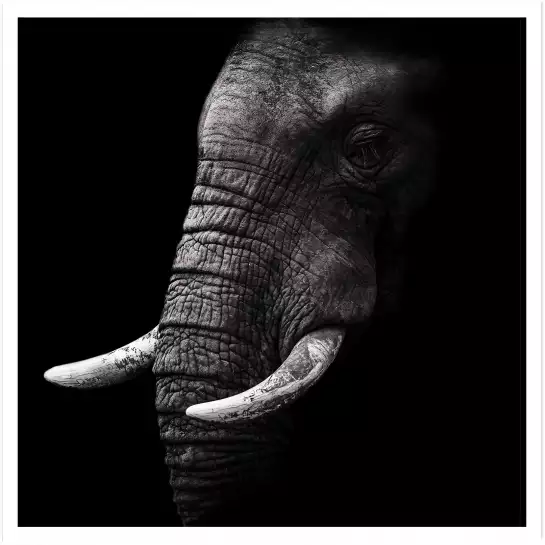 Elephant africa - portrait animaux