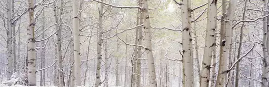 Neige dans le Colorado - papier peint avec paysage