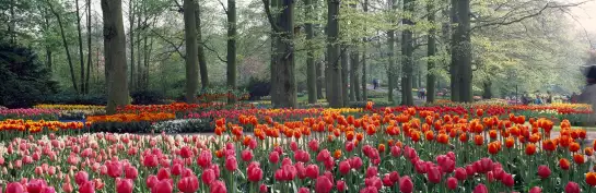 Keukenhof Garden - papier peint champêtre