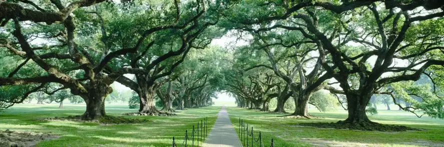 Allée de chênes en Louisiane - papier peint panoramique paysage