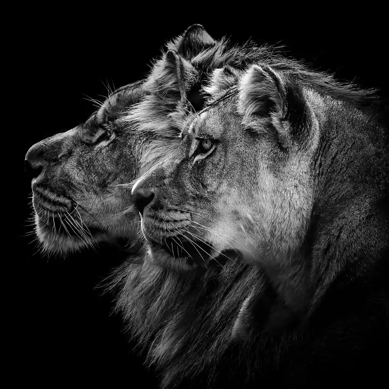 Lion et lionne - portrait animaux