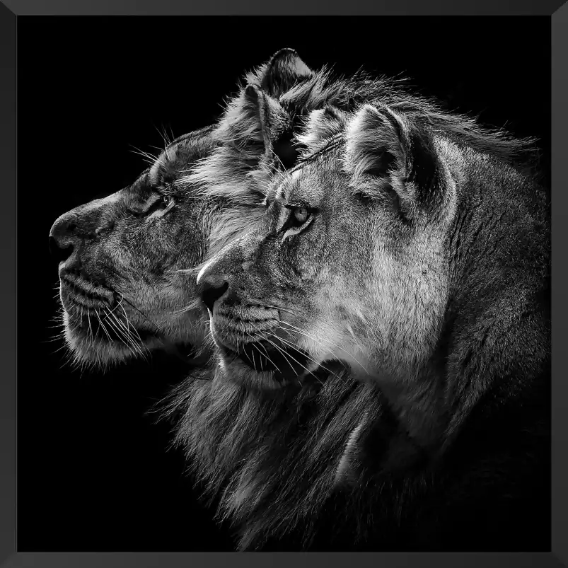 Lion et lionne - portrait animaux