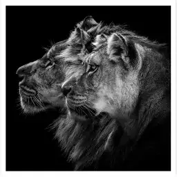 Lion et lionne - portrait animaux