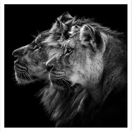 Lion et lionne - portrait animaux