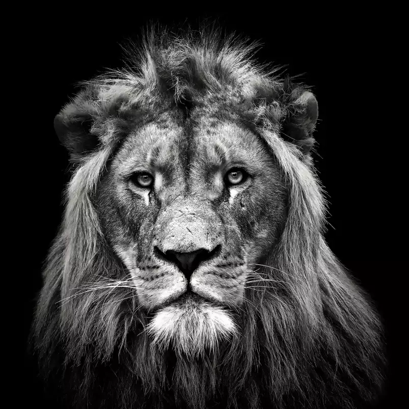 Jeune lion - portrait animaux